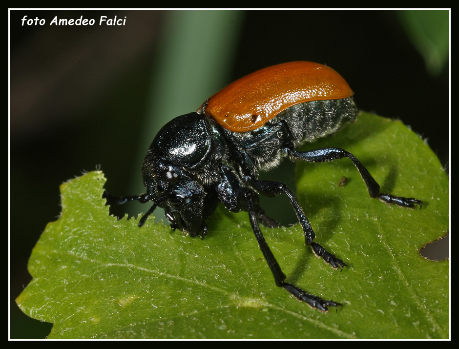 Considerevole  presenza di Labidostomis taxicornis